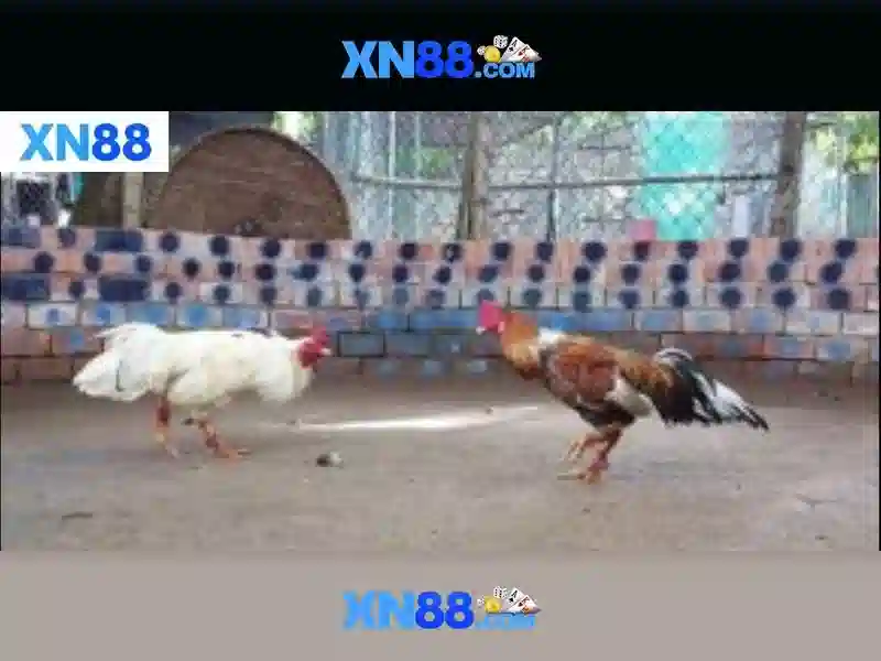 Đăng Nhập XN88