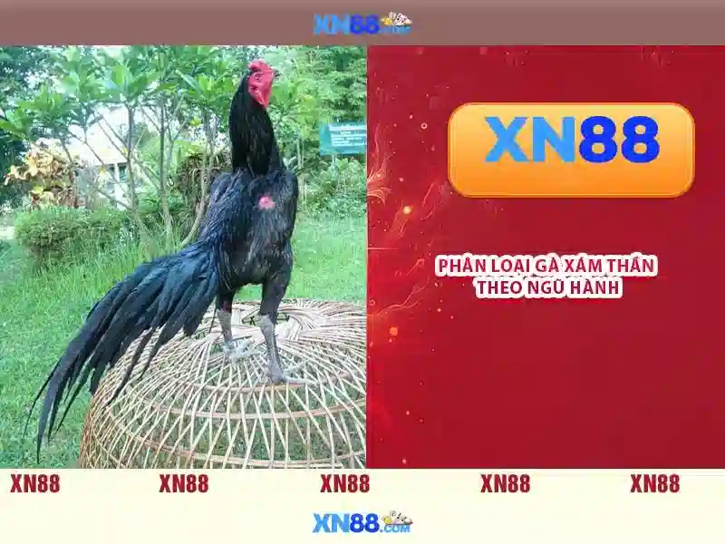 Ưu Điểm Nổi Bật Của XN88