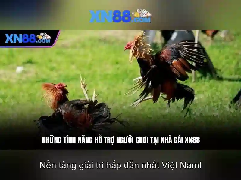 Điều Khoản Điều Kiện XN88 - Hướng Dẫn Sử Dụng Trọn Vẹn