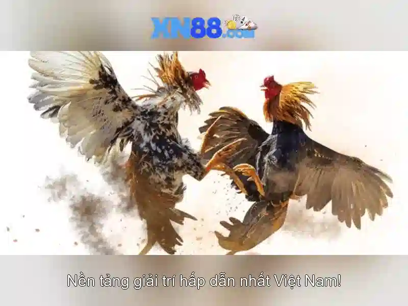 Hướng dẫn đăng nhập XN88