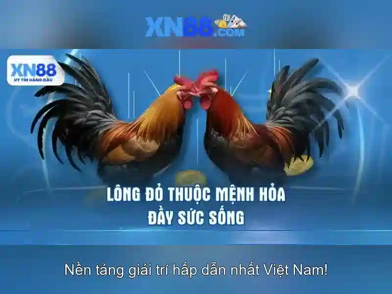 Các giấy phép hoạt động của XN88